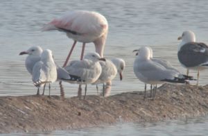 audouin's gull.1401 tavira 4 aguas