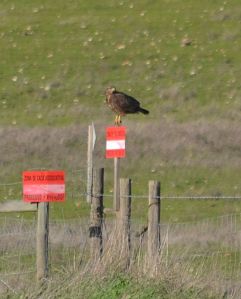 booted eagle.1402 castro verde SpA