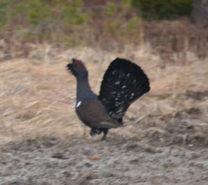 capercaillie.1701 estonia