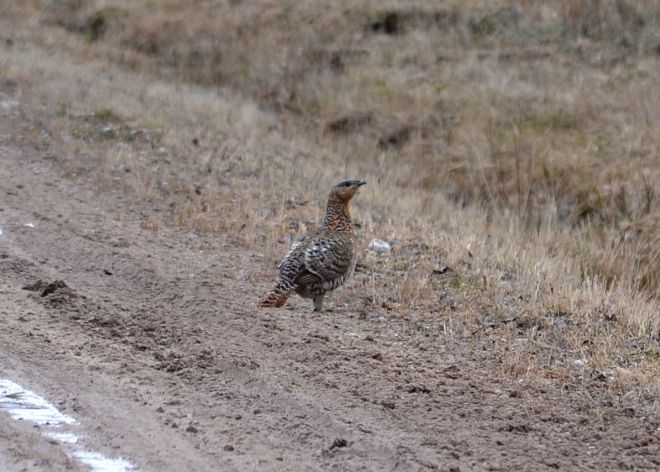 capercaillie.1702 fem estonia