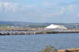castro marim.13 cedro do bufo