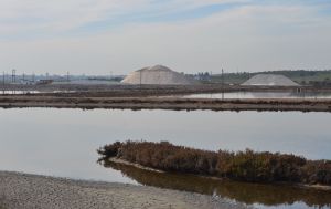 castro marim.17 cedro do bufo