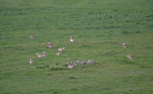 great bustard.1404 castro verde SpA