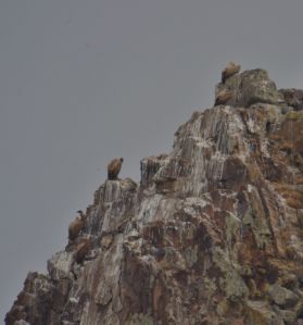 Griffon Vultures at Alcaria Ruiva