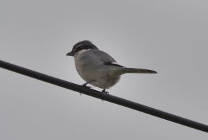 iberian grey shrike.1401 tavira marsh