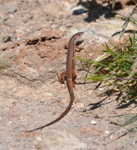 large psammodromus.1402 tavira