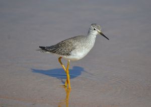 lesser yellowlegs.1401 foz d'almargem