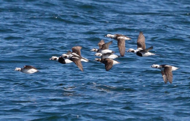 long-tailed duck.1704 estonia