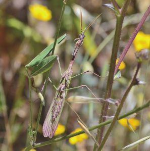 mantis (empusa pennata).1401 serra do caldeirᾶo