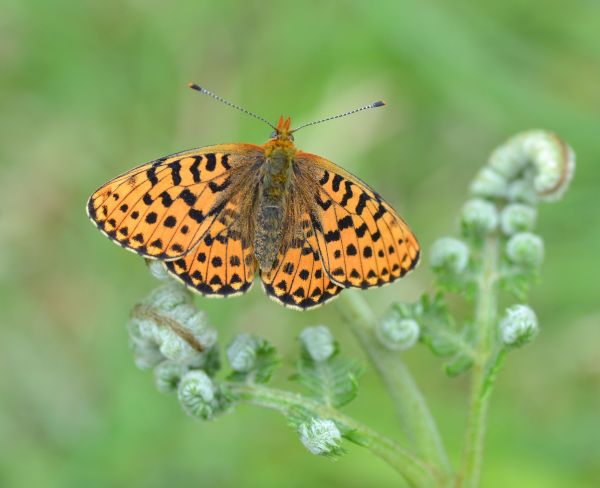 pearl-bordered frit.1501 bentley wood