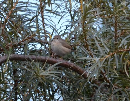 Female Subalpine Warbler (eastern race)