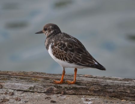 Turnstone