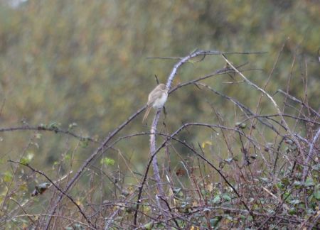 Isabelline Shrike