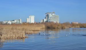 The Lesser Scaup location