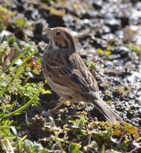 Little Bunting