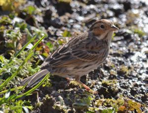 Little Bunting