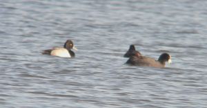 Lesser Scaup (left)