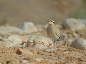 Cream-coloured Courser (c) rights of owner reserved