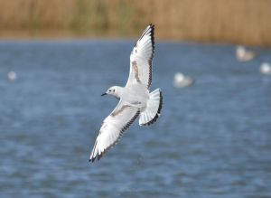 Bonaparte's Gull Radipole Lake RSPB
