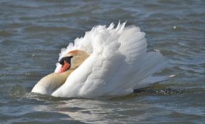 Mute Swan