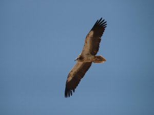 Egyptian Vulture (c) rights of owner reserved