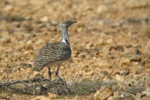 Houbara Bustard (c) rights of owner reserved