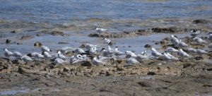 Sandwich Terns at Caleta de Fuste