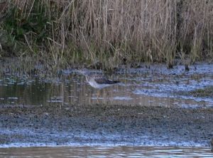 Greater Yellowlegs