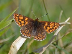 Duke of Burgundy (male)