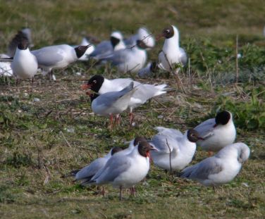 Mediterranean (centre) and Black-headed Gulls