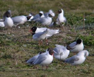 Mediterranean (centre) and Black-headed Gulls