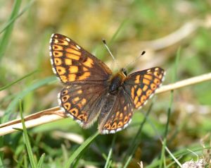 Female Duke (above) and on Cowslip food plant (below)