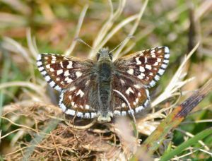 Grizzled Skipper