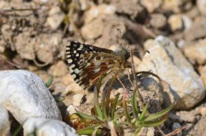 grizzled skepper.1502 rake bottom