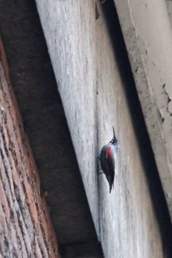 Wallcreeper (in failing light) (c) Robin Gailly