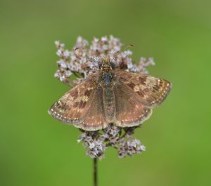 Dingy Skipper