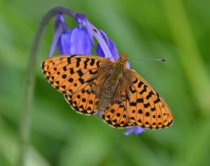 Pearl-bordered Fritillary
