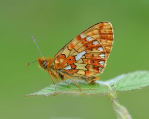 Pearl-bordered Fritillary
