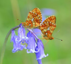pearl bordered fritillary.1509 mating pair bentley wood