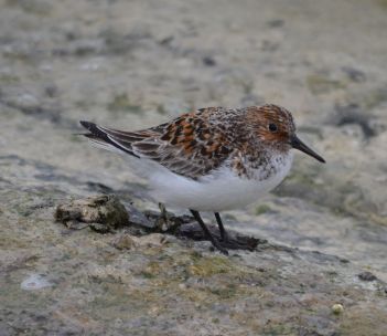 Sanderling