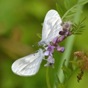 wood white.1504 bucknell wood