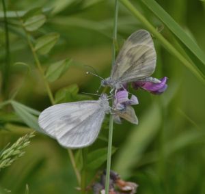 wood white.1506 bucknell wood