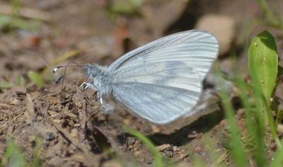 wood white.1501 bucknell wood