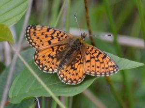 Small Pearl-bordered Fritillary