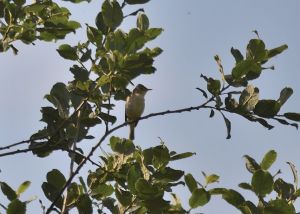 Melodious Warbler
