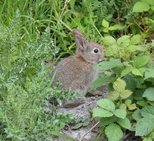 And should anyone be getting tired of all these insects ... Aaaww!