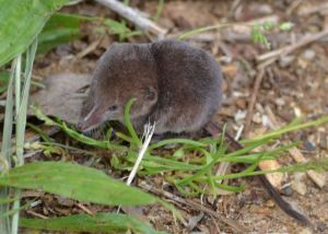 And should insect fatigue be setting in anywhere, here's a shrewd operator. No tame jokes on this blog!