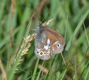 Large Heath