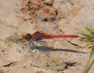 Red-veined Darter