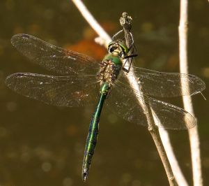 Brilliant Emerald rights of owner reserved